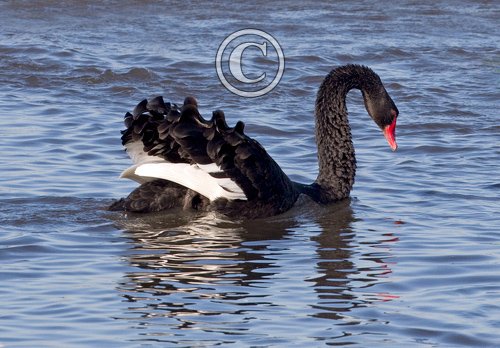 Black Swan 2 DM0391